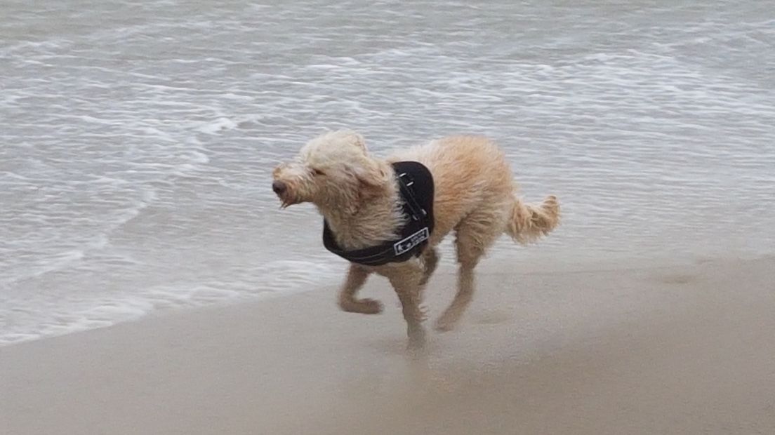 Storm op het strand van Katwijk