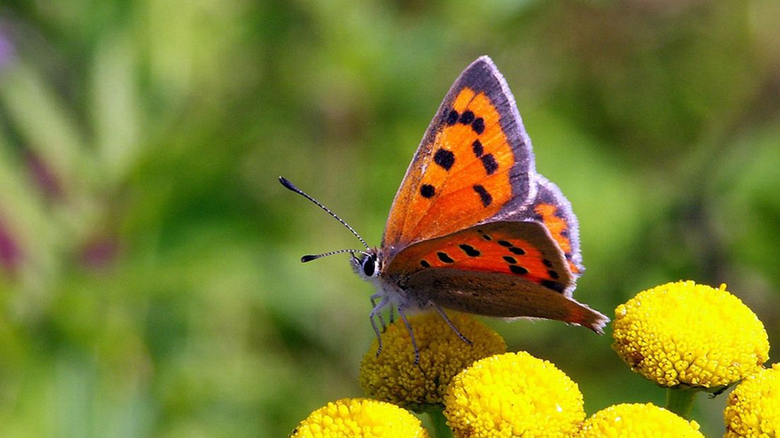 De kleine vuurvlinder is een van de vlinders in Drenthe die afneemt (Rechten: Saxifraga/Chris van Swaay)