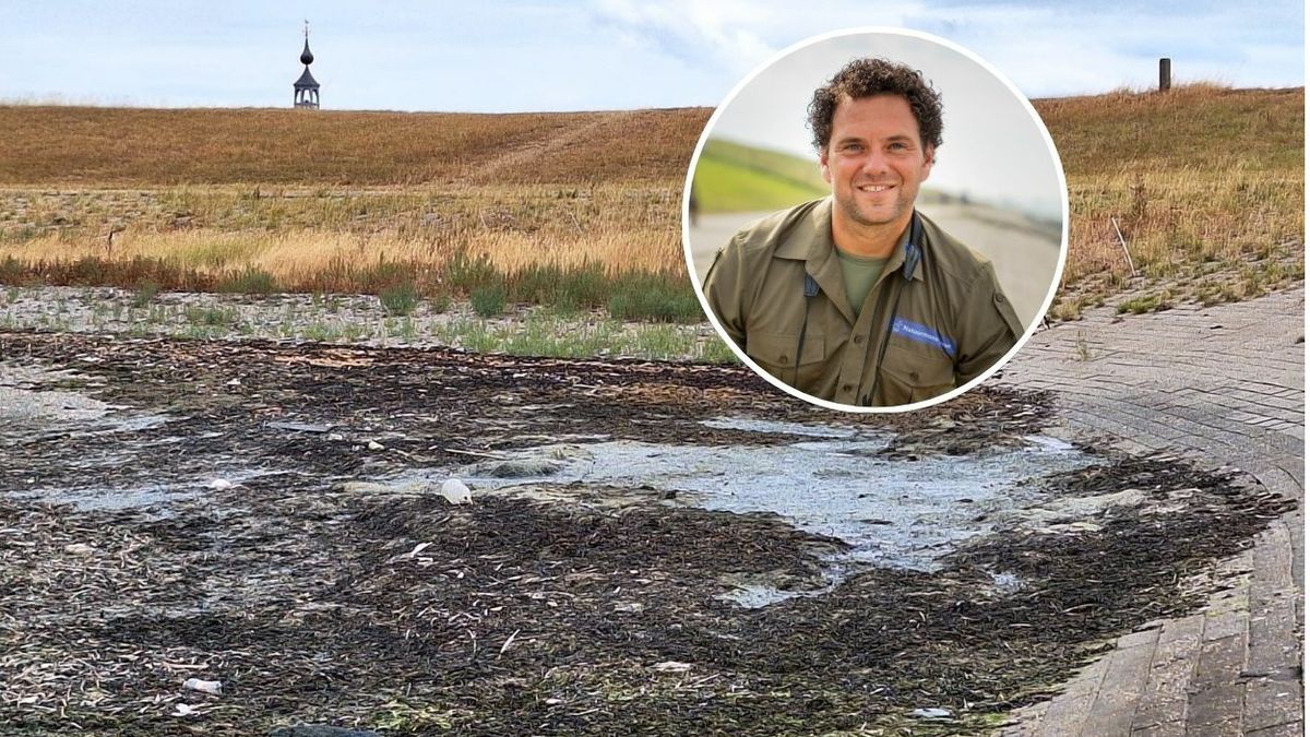 Stankoverlast door rottende wieren, boswachter Paul vindt dat je dat moet accepteren