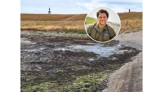 Stankoverlast door rottende wieren, boswachter Paul vindt dat je dat moet accepteren Nieuws