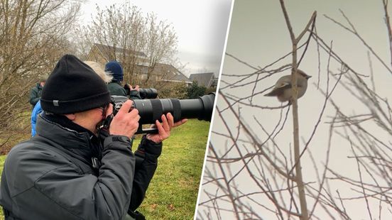 Spotters komen op bijzondere pestvogel af
