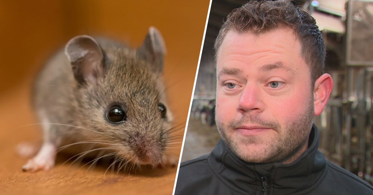 How do you keep mice out of your house? Mouse exterminator Ewout Schröder offers tips