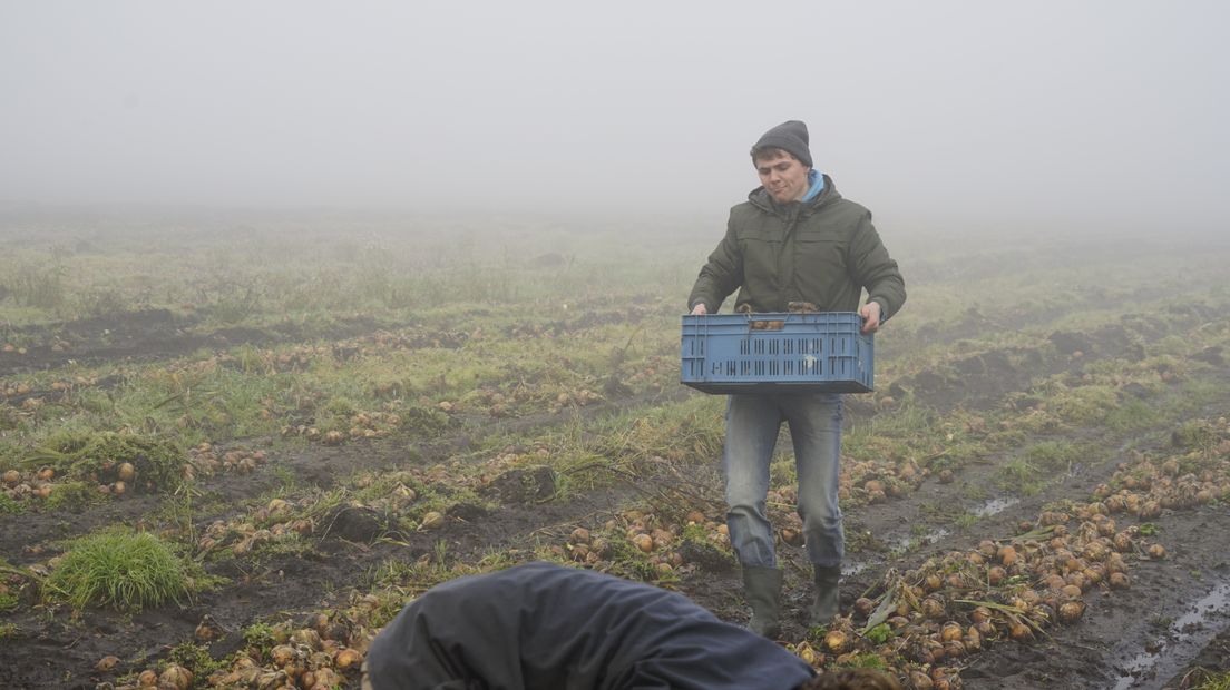 Kisten vol met uien worden er van het land gehaald (Rechten: Andries Ophof/RTV Drenthe)