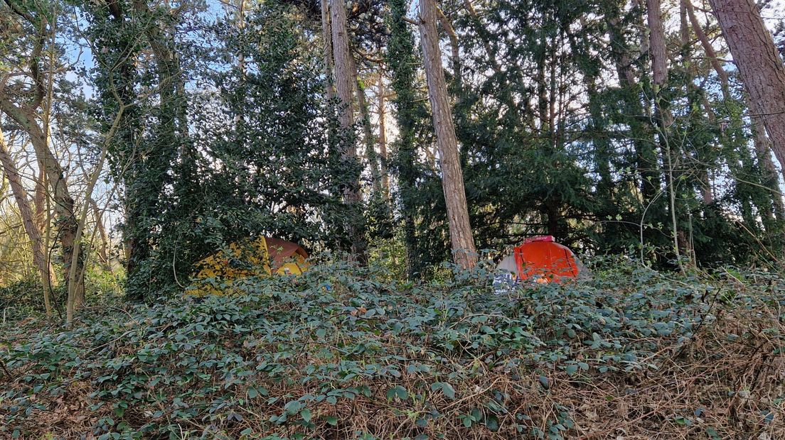 Twee verstopte tentjes in het Belvedère-park, in de Scheveningse bosjes