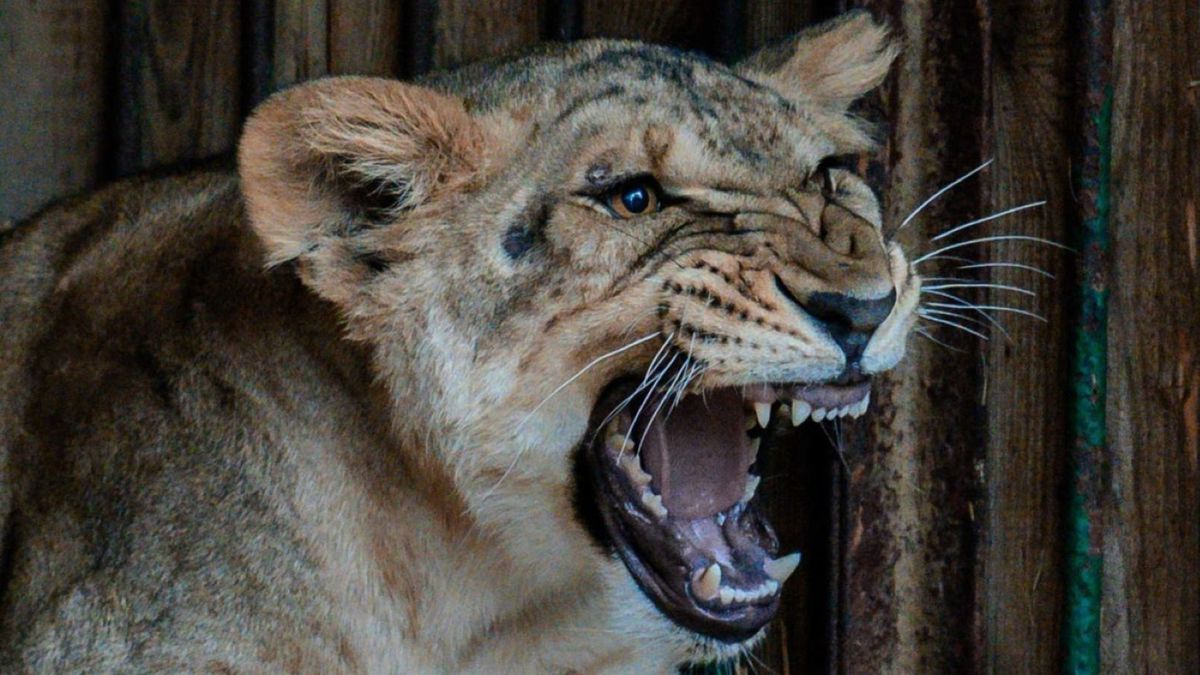 Leeuwin Vasylyna uit de oorlog in Oekraïne naar Nijeberkoop gehaald