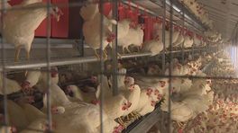 117 kippenboeren naar rechter vanwege blokkades fipronil