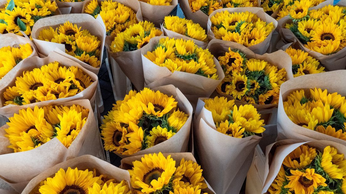 Zonnebloemen