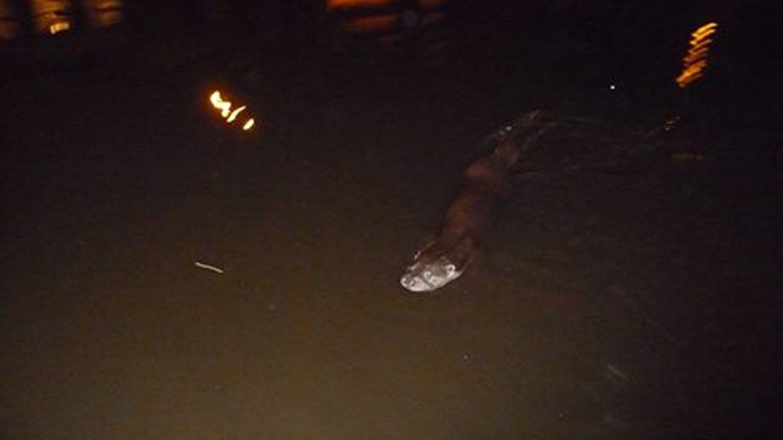 In januari werd deze otter al gespot in de Diepenring