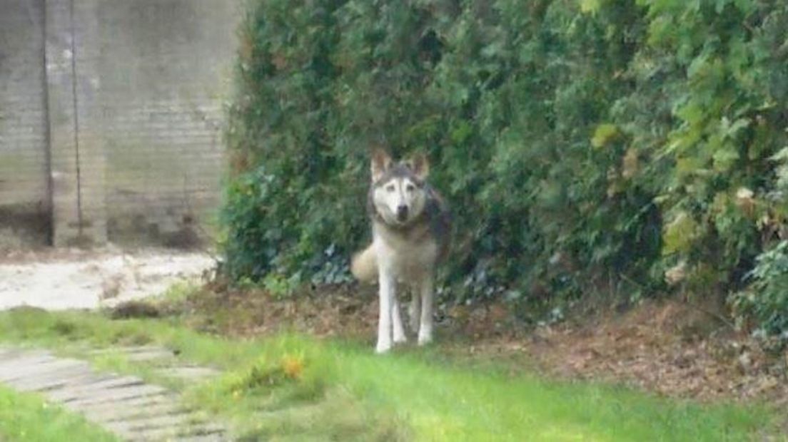 Wolf gezien in centrum Ootmarsum