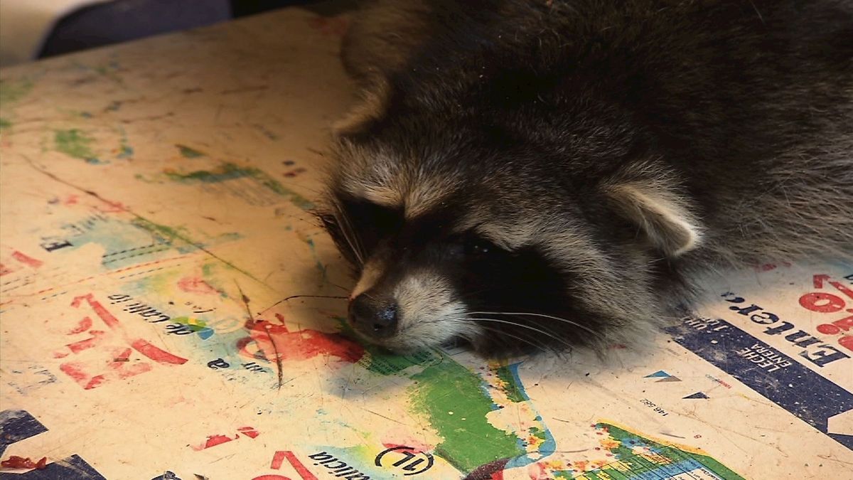 'Wasbeer uit Hengelo leefde in het wild'