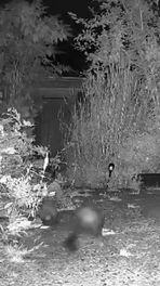 Steenmarters op wildcamera