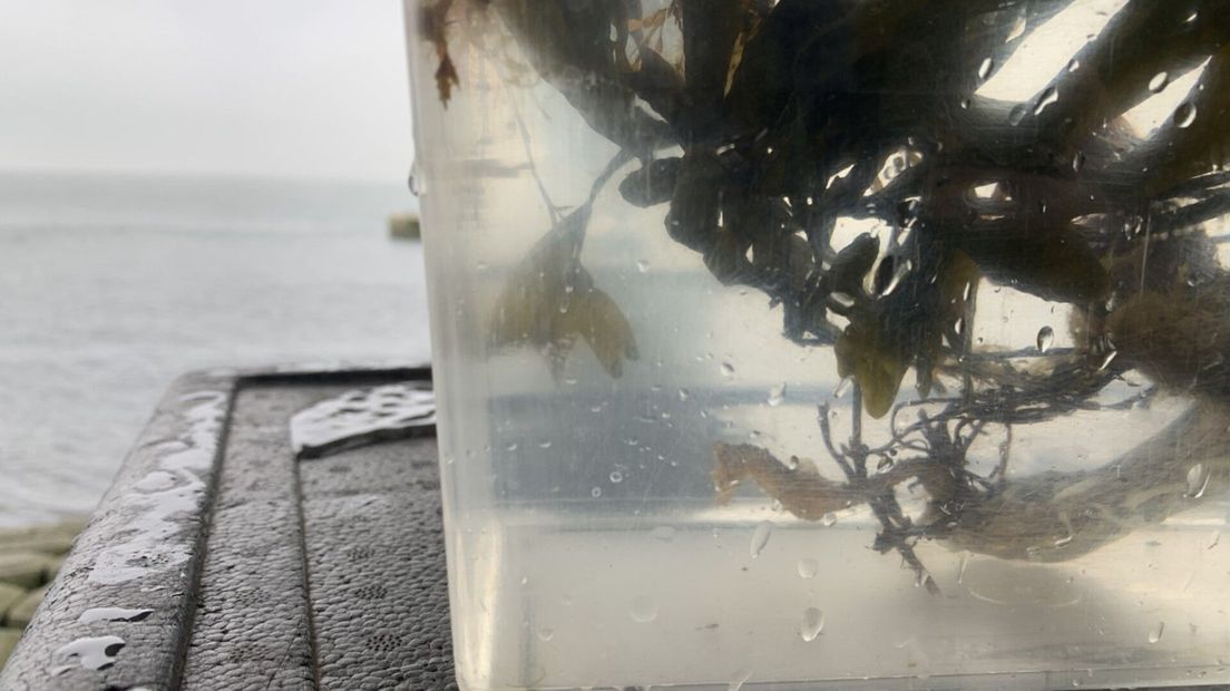 Dit zeepaardje spoelde aan op een Zuid-Hollands strand. Het is waarschijnlijk een jong vrouwtje.