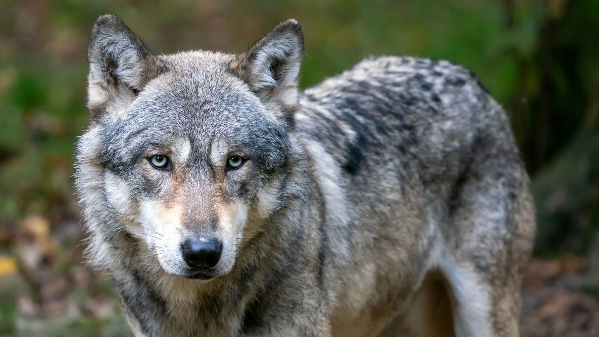 Wolf die boer in Wapse beet, kwam uit Drents-Friese regio