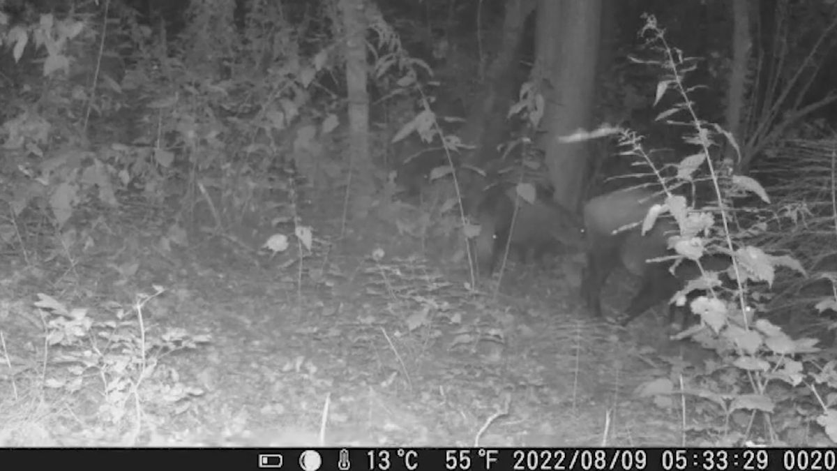 Wilde zwijnen verstoren Kindervakantiewerk Nuth