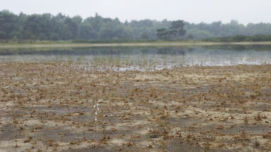 Boeren verliezen rechtszaak over natuurherstel bij Denekamp Nieuws