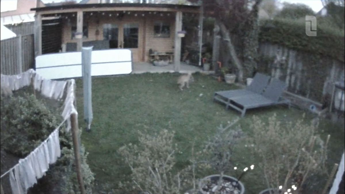 Zoektocht naar ontsnapte serval nog in volle gang: 'We zien dat hij zich in Landgraaf beweegt'