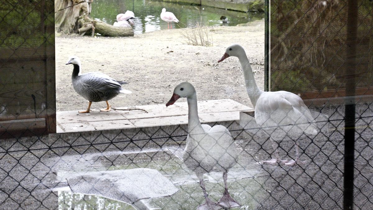 Kasteelpark Born na ruimen vogels: 'Het had nog erger gekund'
