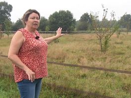Raad van State geeft Noordenveld gelijk: perenboompjes in Peize moeten weg