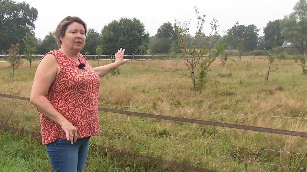 Raad van State geeft Noordenveld gelijk: perenboompjes in Peize moeten weg