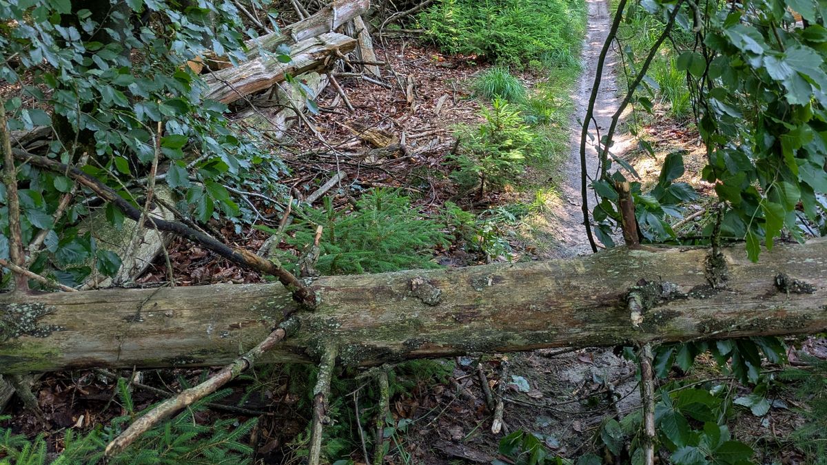 Drenthe ervaart gevolgen van storm: 'Er zijn tientallen bomen compleet omgegaan'