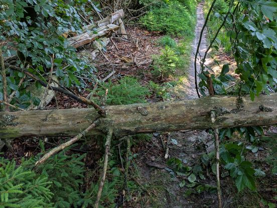 Drenthe ervaart gevolgen van storm: 'Er zijn tientallen bomen compleet omgegaan'