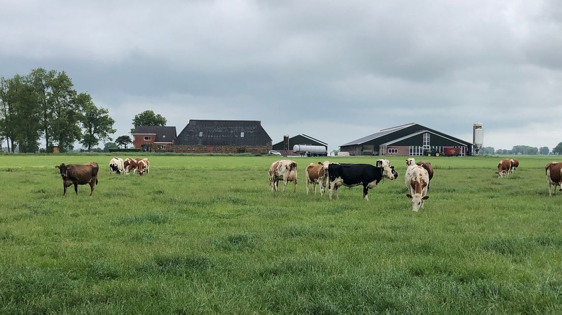 De boerderij van Wim Verweij. De koeien op de voorgrond zijn van een andere boer.