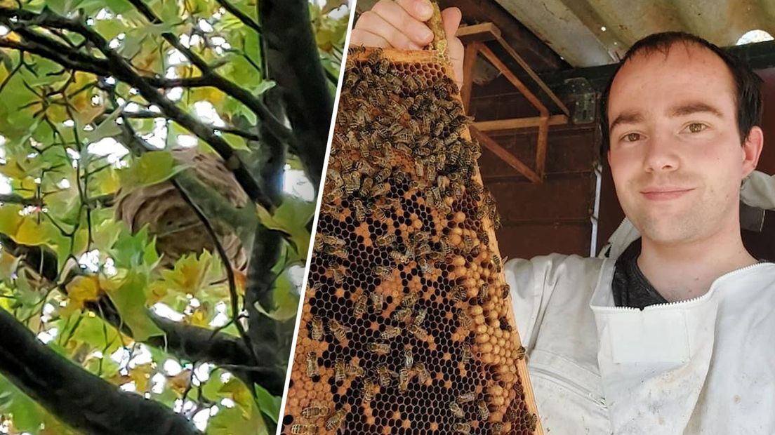 Het nest hangt hoog in een boom in Zevenaar. Inzet: Twan Lucassen.