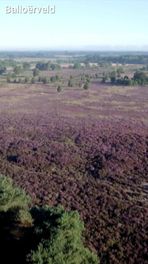 Heide kleurt paars