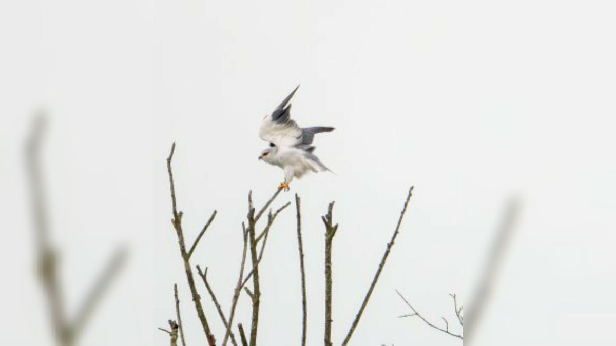 De grijze wouw blijft Drenthe voorlopig trouw