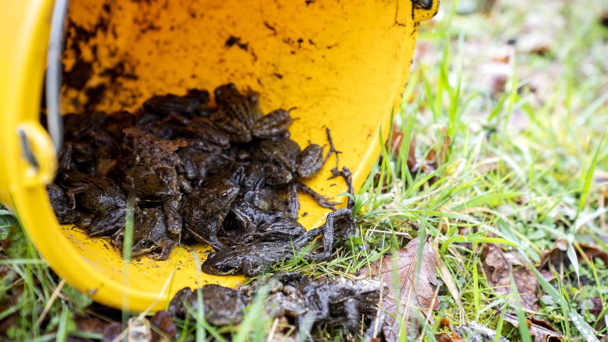 Vrijwilligers in Milsbeek helpen recordaantal padden oversteken, maar dan slaat het weer om
