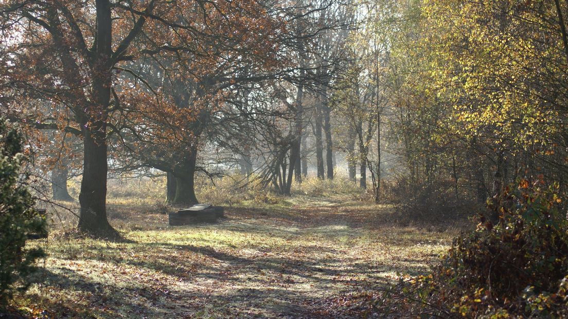 Terhorsterzand in de herfst (Rechten: Luc Schepers)