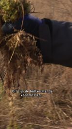 Operatie veenmos verhuizen