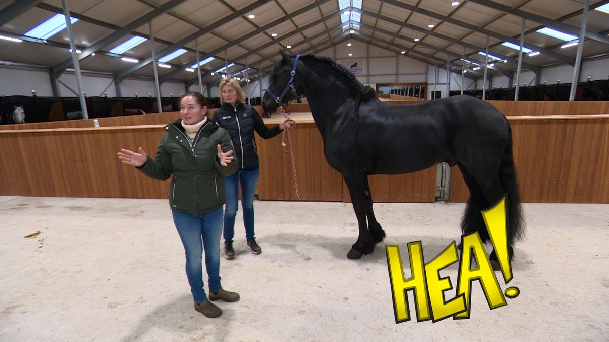 HEA! Massage voor paarden