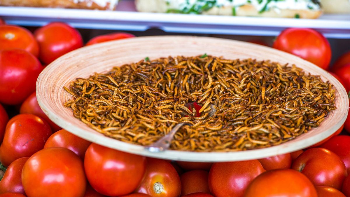 Doorstart voor insectenkweker Wadudu in Hoogersmilde