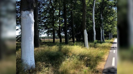 Wit geschilderde bomen langs de N224, hoe zit dat?