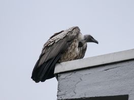Vreemde vogel in Overschie: er zit een gier op het dak van een flat