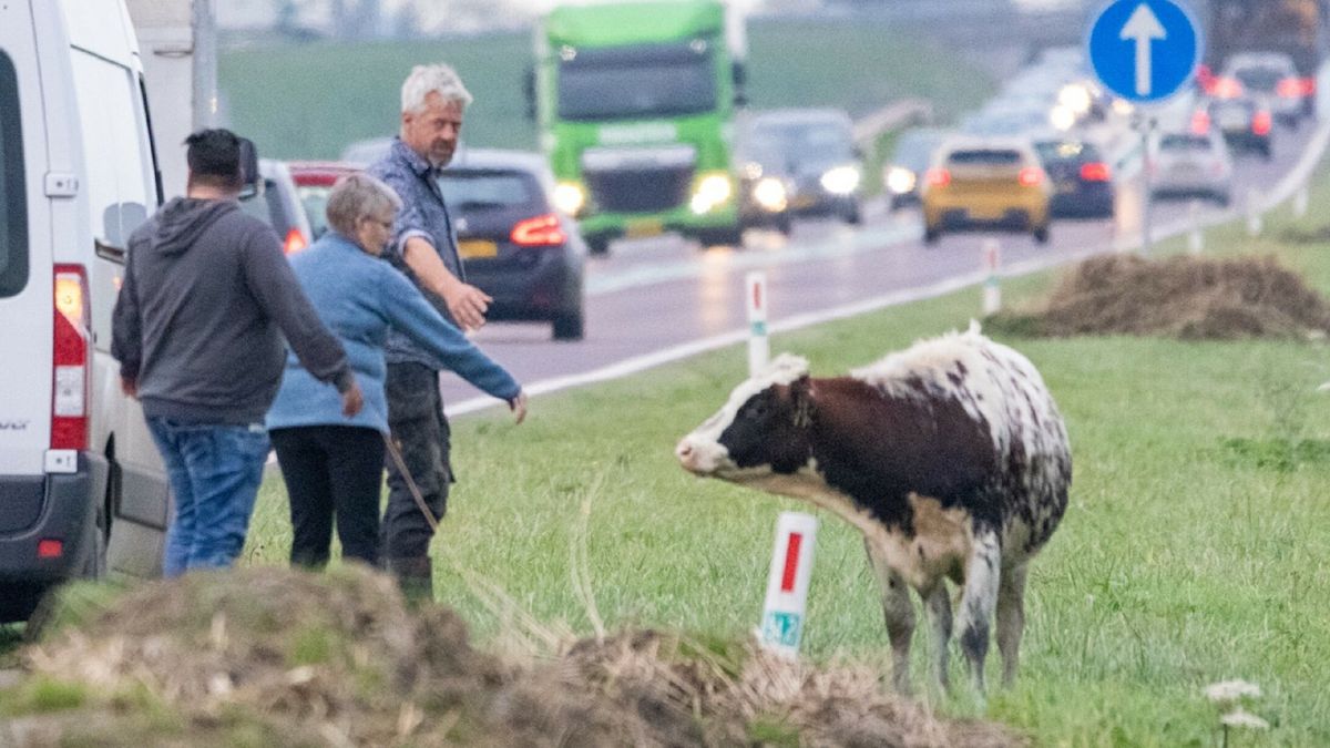 112-nieuws 31 oktober: Brand bij school in Witmarsum | Koe gaat op avontuur op de provinciale weg bi