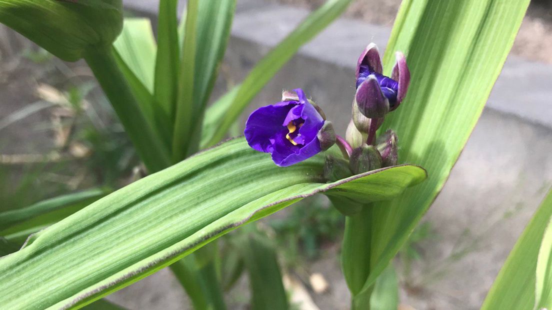 De bloemen van de eendagsbloem zijn in één dag uitgebloeid (Rechten: RTV Drenthe/Nanda Felix)