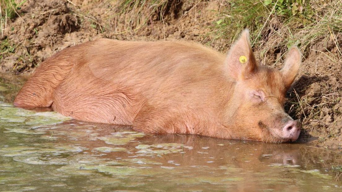 Varken neemt zonnebad in Terwolde.