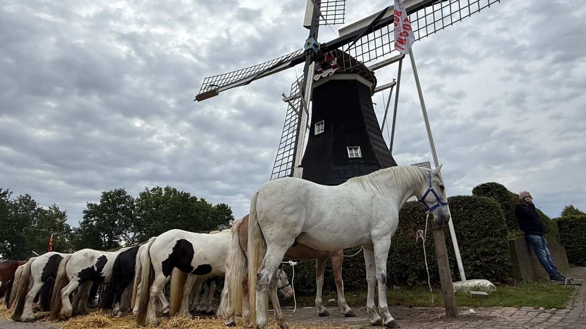 Rolde viert traditie met paarden, pony's en een flinke borrel