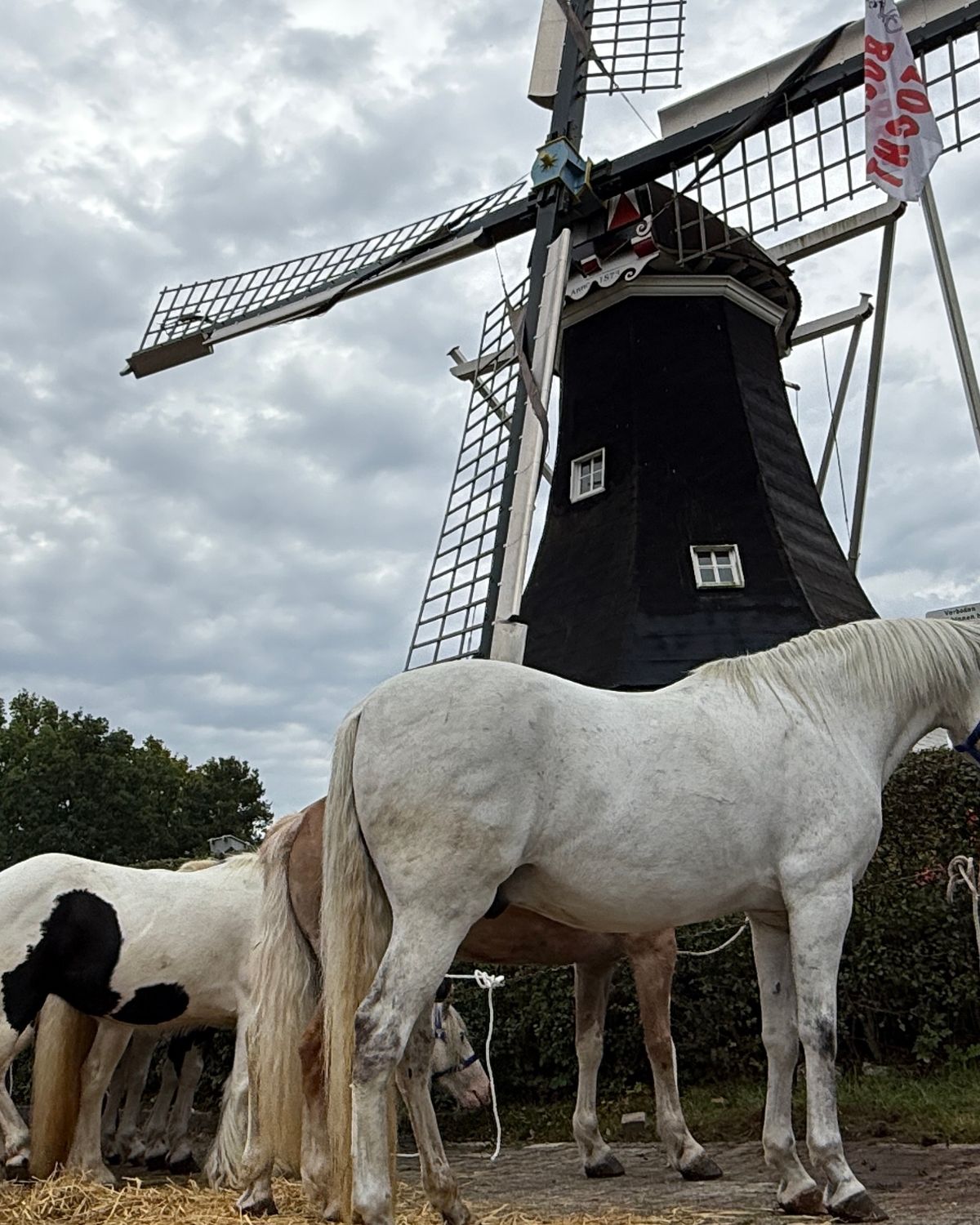 Rolde Viert Traditie Met Paarden Pony s En Een Flinke Borrel RTV Drenthe rolde-viert-traditie-met-paarden-pony-s-en-een-flinke-borrel-rtv-drenthe