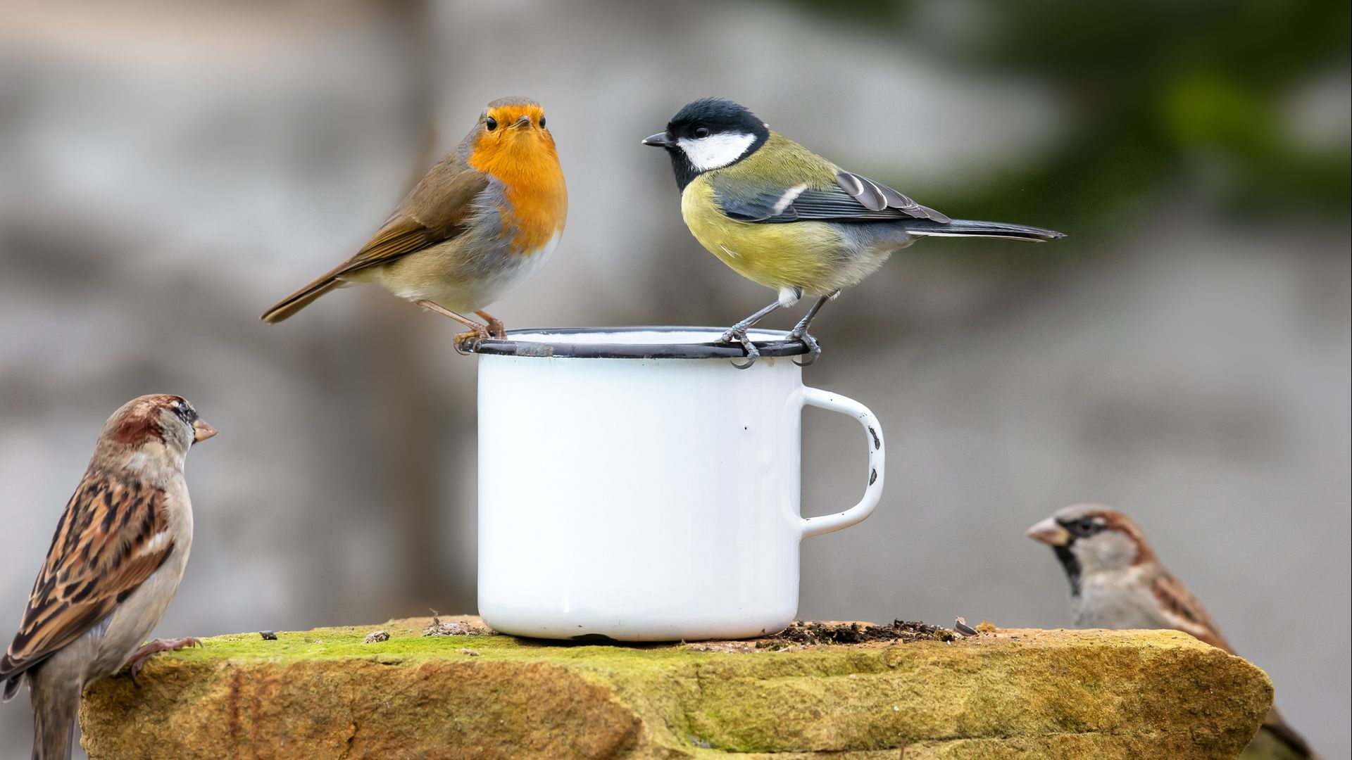 And the winners are huismus en koolmees weer het meeste geteld in