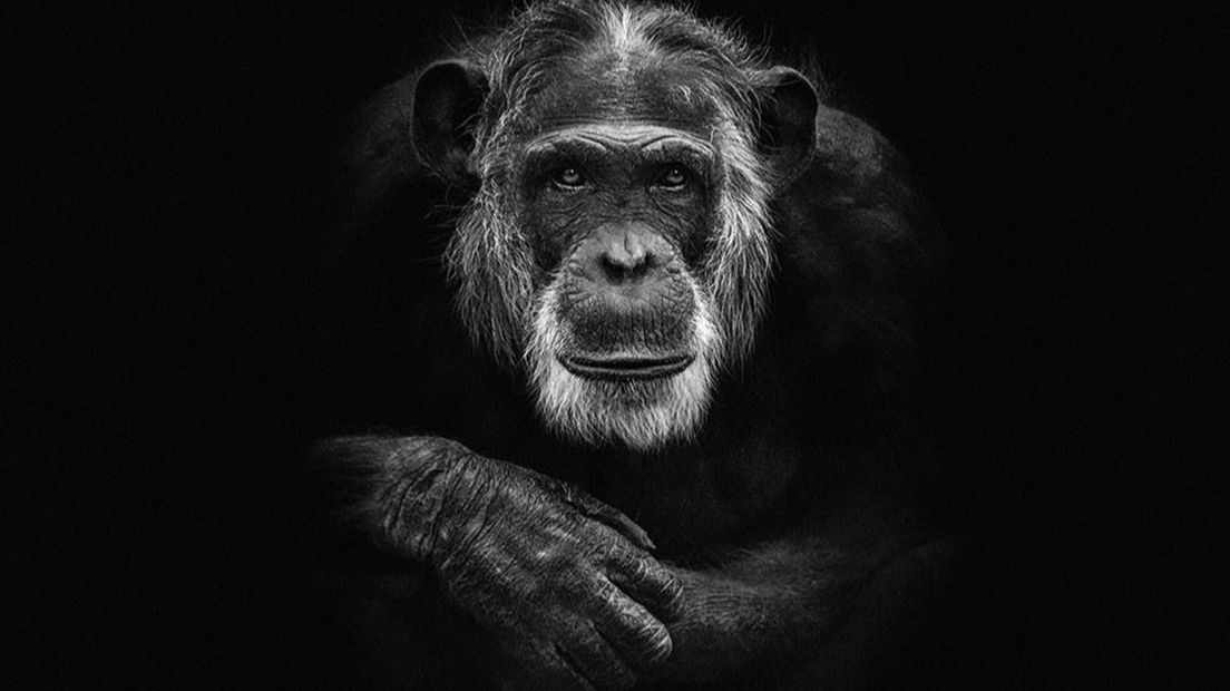 De foto die Anja Wessels maakte van chimpansee Mike