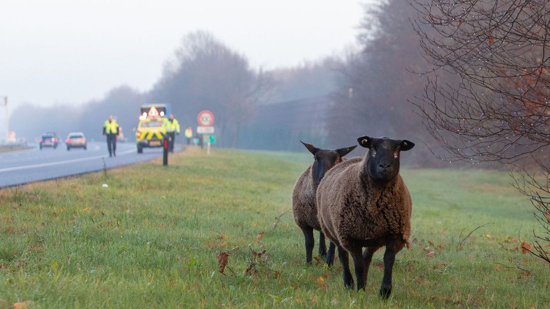 De twee schapen lieten zich moeilijk vangen