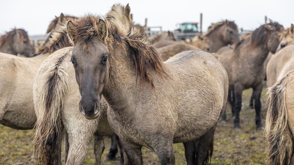 Geen plek gevonden voor konikpaarden van het Lauwersmeergebied, daarom zijn ze afgevoerd naar de sla