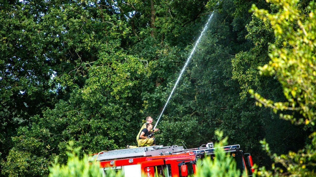 Brandweer spuit kat uit de boom