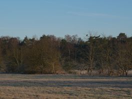 Vernieuwd beheerplan Holtingerveld moet kwetsbare soorten beschermen