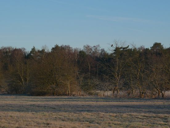 Vernieuwd beheerplan Holtingerveld moet kwetsbare soorten beschermen