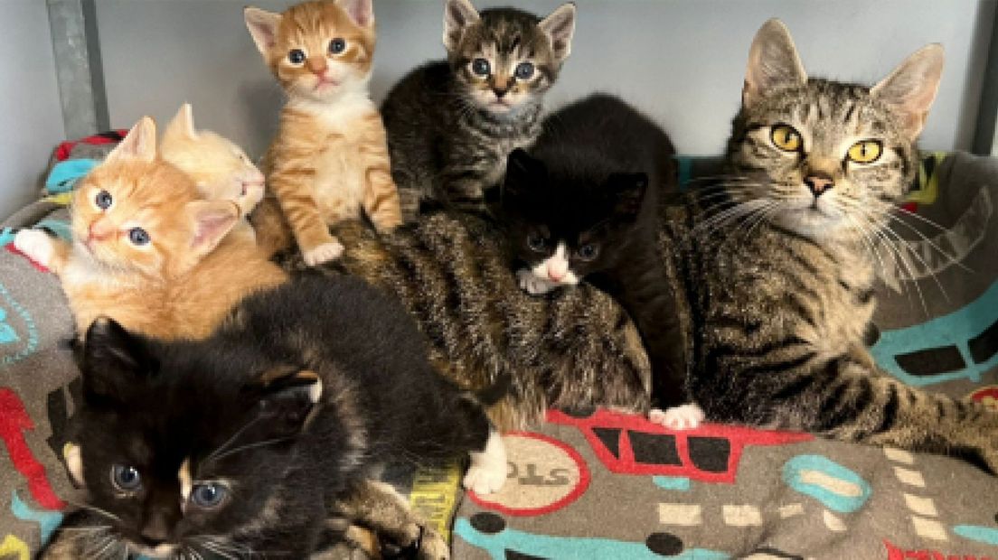 Moederpoes met kittens