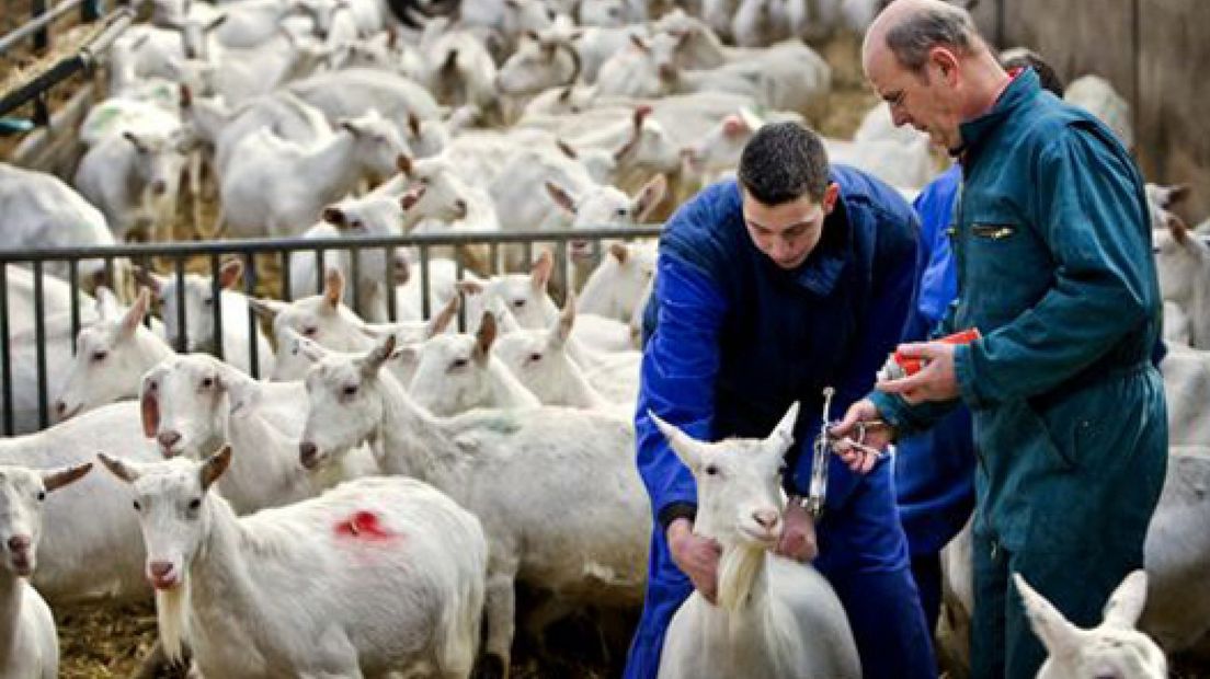 Q-koorts: fokverbod wordt opgeheven